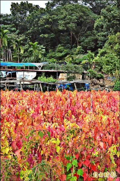 看好紅藜的豔麗色彩，瑪家鄉公所計畫擴大種植。（記者邱芷柔攝）