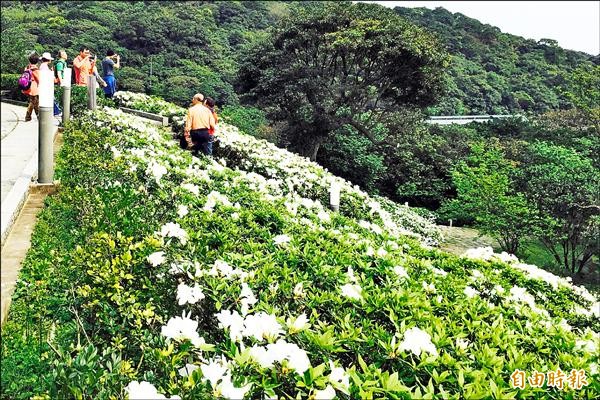 法鼓山盛開的平戶杜鵑，吸引遊客拍照留念。（記者林欣漢攝）