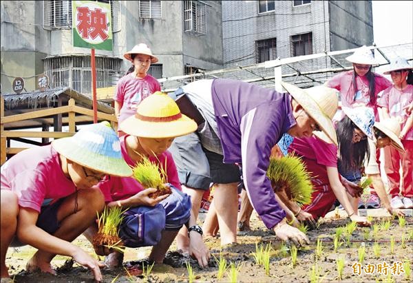 新莊區新泰國小學童與樂齡長者一同彎腰插秧，場面溫馨有趣。（記者陳韋宗攝）