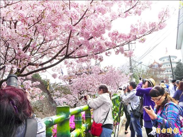 淡水無極天元宮園區內所栽種的吉野櫻進入「滿開」狀態，遊客紛紛拿起相機拍下花朵熱情綻放的時候。（記者李雅雯攝）