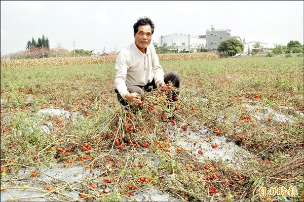 栽種近五分地小番茄的鹽水田寮里長林榮泰說，他比去年少了二分之一收入，乾脆棄收當肥料。（記者楊金城攝）