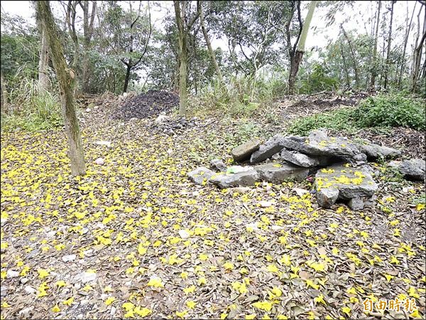 台廿一線水里往魚池路段，黃花風鈴木開繁盛，卻遭遊客亂丟垃圾。（記者劉濱銓攝）