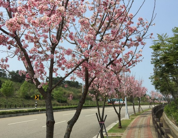 苗栗客家文化園區周邊行道樹櫻花盛開，賞花正是時候。（圖由苗栗客家文化園區提供）