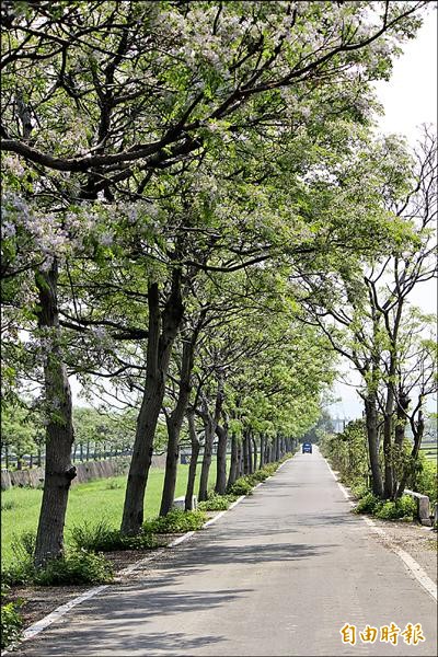 新竹縣新埔鎮枋寮燒炭窩溪旁的紫色單車道，共有逾千棵苦楝樹。（記者黃美珠攝）