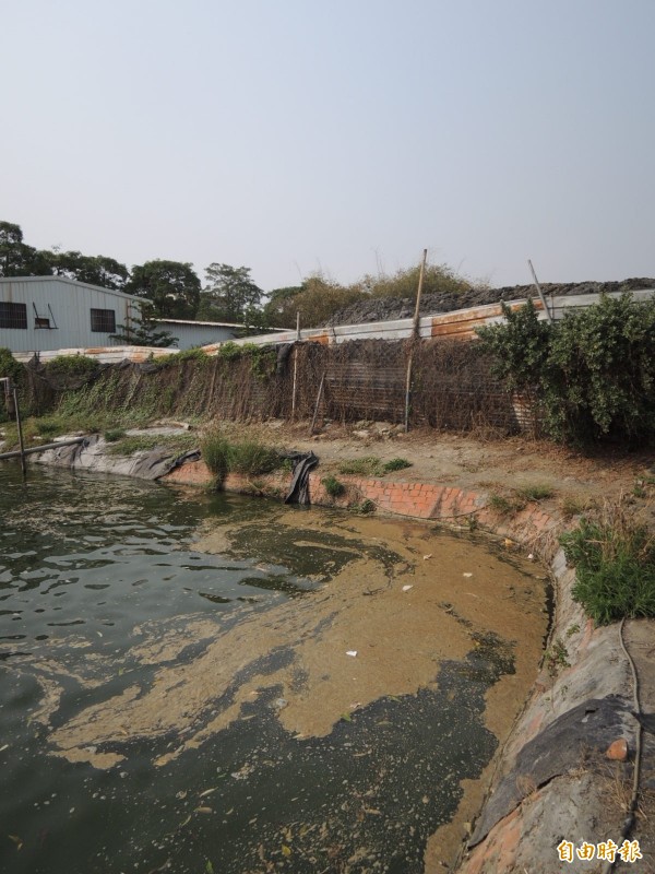 魚塭遭泥漿汙染，養殖業者聲稱損失不貲。（記者洪臣宏攝）
