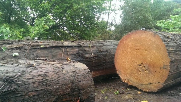 山老鼠橫行山林，台灣珍貴樹種如紅檜、扁柏、牛樟等都慘遭毒手。（市議員高嘉瑜提供）