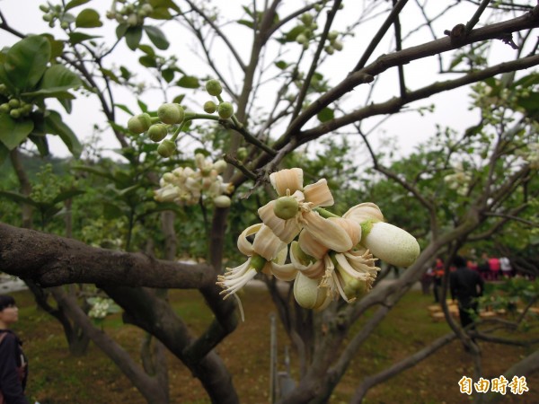 「柚香柚美柚花季」28、29日登場。（記者蔡政珉攝）