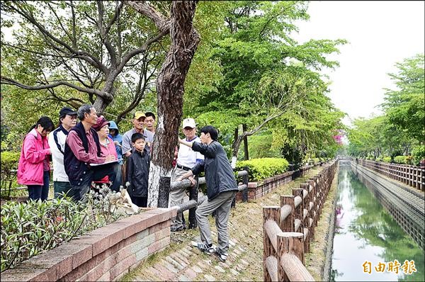 新化南圳綠堤沿岸的柳樹遭斑星天牛入侵，區公所動員志工，一起搶救綠堤的柳樹。（記者吳俊鋒攝）