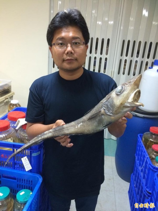 台灣鼠尾鱈種類冠全球 生活 自由時報電子報