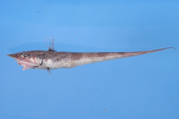 台灣鼠尾鱈種類冠全球 生活 自由時報電子報
