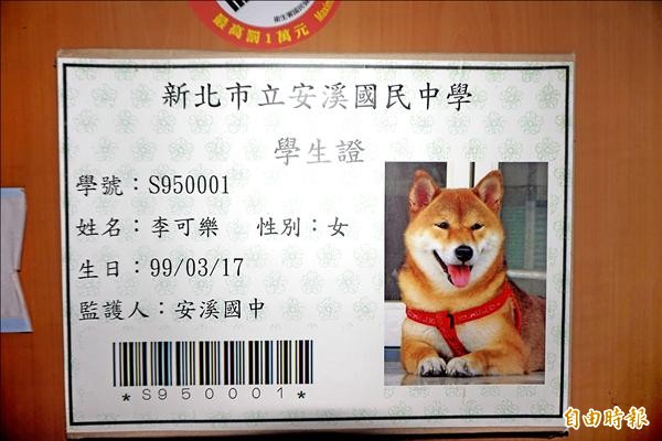 安溪國中為校犬「可樂」製作專屬的學生證。（記者張安蕎攝）