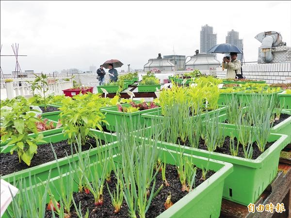 北市產發局號召北市農會、農友成立農業技術諮詢中心，提供民眾都市種菜技術，圖為北市農會示範地。（記者蕭婷方攝）