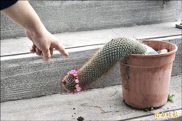 長相奇特的仙人掌開花了，開花位置與仙人掌的形狀格外引人遐想，資深護理人員笑說，可以拿來做性病防治宣導之用。（記者王秀亭攝）