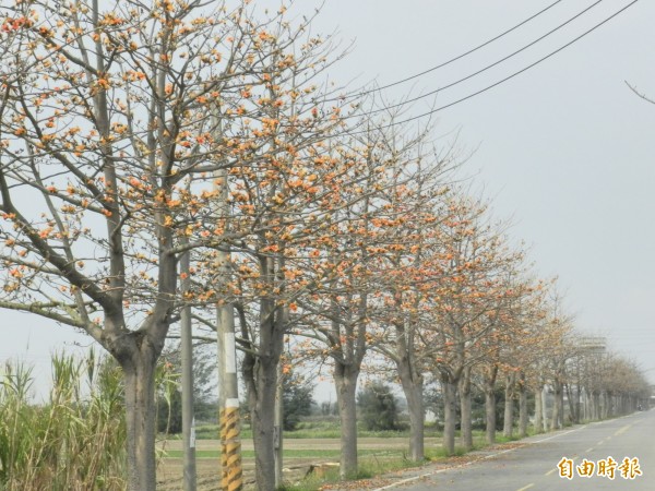 雲林沿海最長的木棉花道，木棉花全面盛開。（記者鄭旭凱攝）