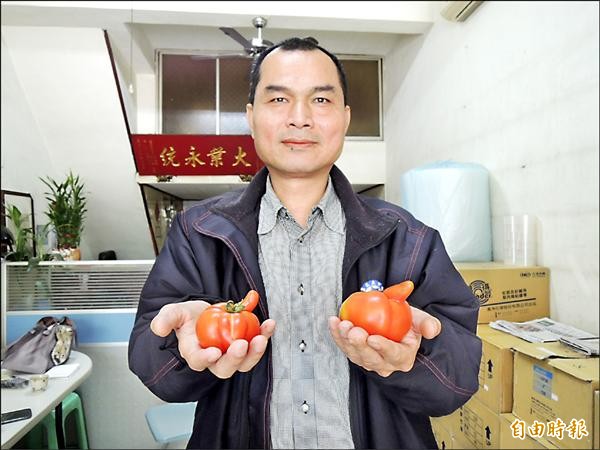 廣寧宮委員陳春助獲贈2顆有如男、女生殖器形狀的奇特番茄，覺得很新奇。（記者王善嬿攝）
