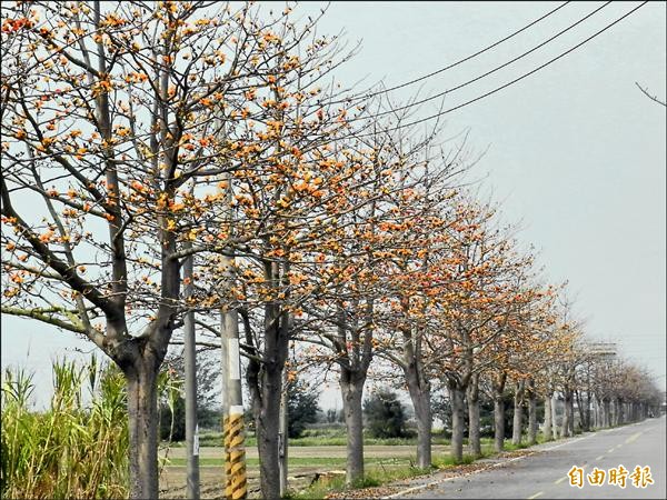 雲林沿海最長的木棉花道，木棉花全面盛開。（記者鄭旭凱攝）