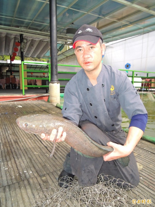 埔里鯉魚潭有外來種「魚虎」肆虐，管理單位派員加強捕捉，直送餐廳廚房，製成活魚料理，為生態除害。（記者佟振國攝）