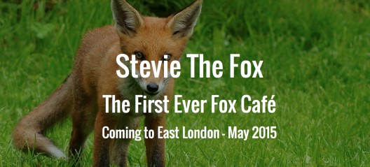 倫敦5月將推出短期咖啡廳「Stevie the Fox」，可近距離與狐狸相處。（圖擷取自Now. Here. This.）