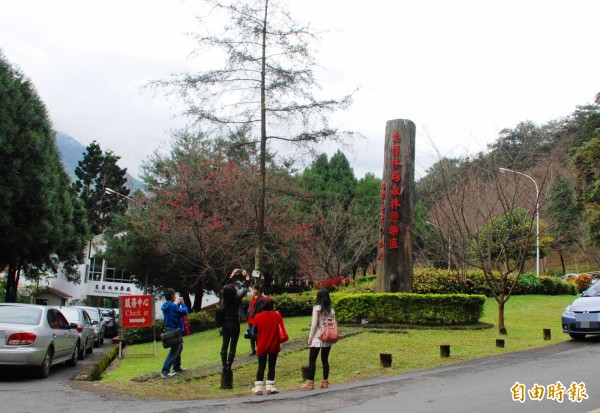 惠蓀林場林林多，有民眾人挖小苗被逮，被依違反森林法起訴。（記者陳鳳麗攝）