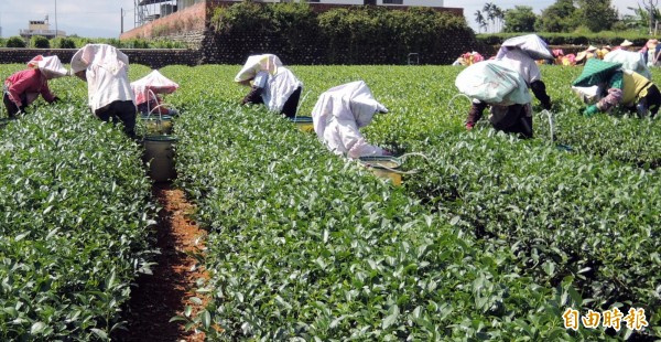 穩定茶葉品質，南投縣府推「縣長特等茶」。（記者謝介裕攝）