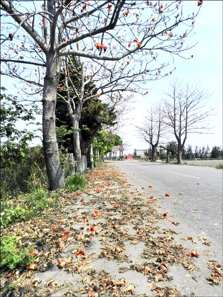 木棉花道雖美，落花卻成居民夢魘。（記者鄭旭凱攝）