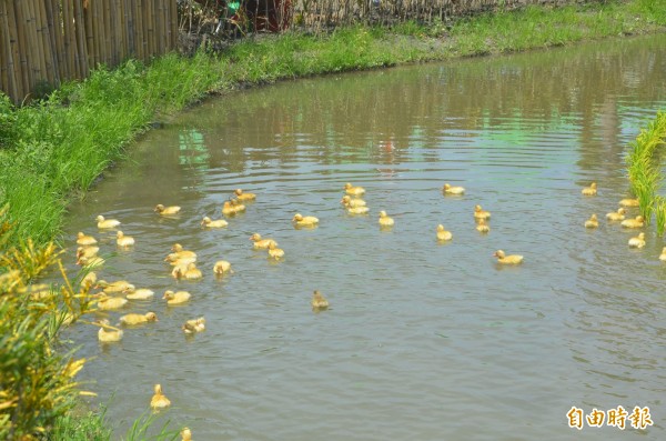 好可愛喔！屏東彩稻藝術節出現黃色小鴨。（記者葉永騫攝）