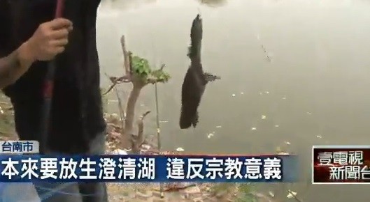 台南市的冷水埤近日出現大量遭宗教團體放生的鱉，因無法適應環境大量死亡。（圖擷取自壹電視）