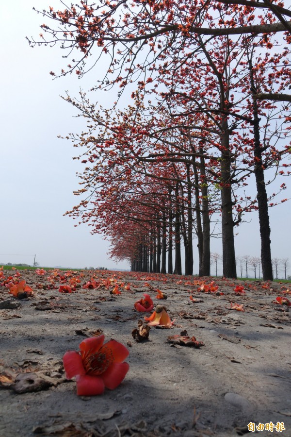 竹塘秘境木棉花道，連花落泥土地都是風景。（記者劉曉欣攝）
