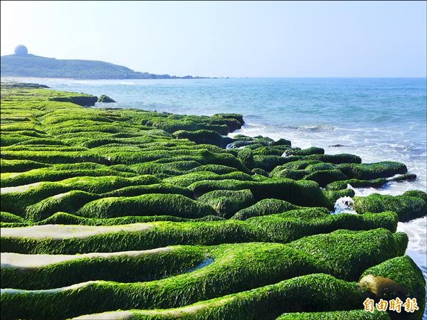 北海岸特有的景觀「綠石槽」，每逢四到五月，在春天的追逐下，暗灰色岩面披上了綠色外衣。（記者李雅雯攝）