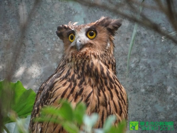 台北市立動物園首度繁殖成功的黃魚鴞貓頭鷹寶寶「小豬」生長狀況良好。（圖擷取自台北市立動物園官網）