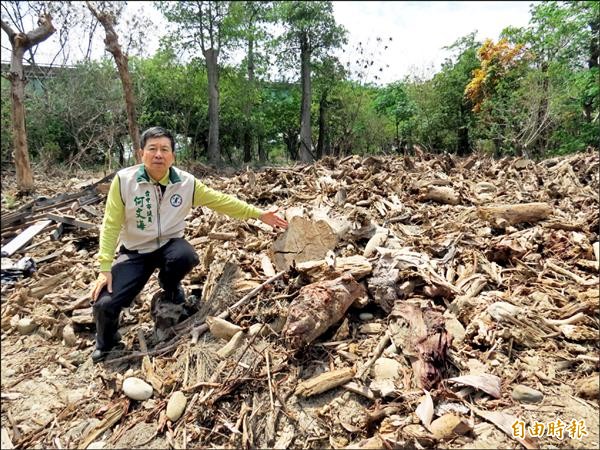 枯死的樹就地分割、堆置。（記者張菁雅攝）