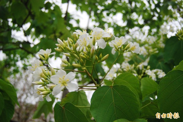 土城桐花開了。（記者張安蕎攝）