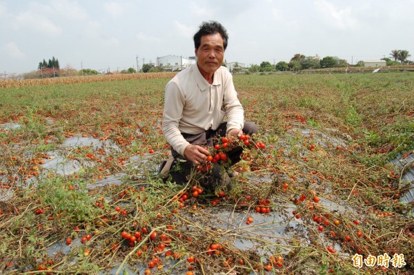 不少鹽水小番茄田因賣價不敷採收工資，乾脆棄收。（記者楊金城攝）