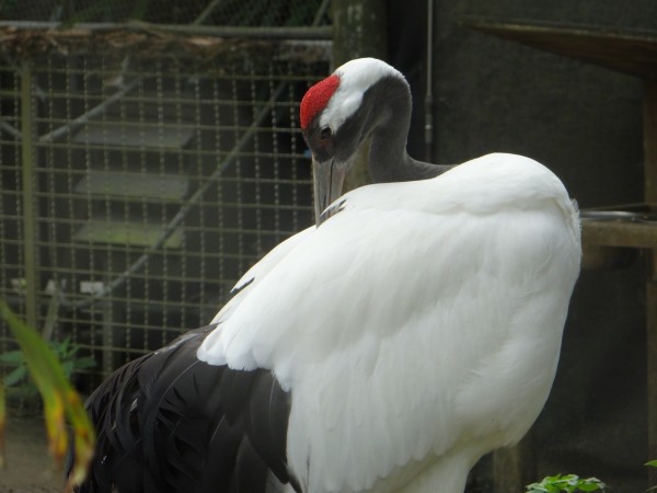 丹頂鶴Ｂｉｇ。（台北市立動物園提供）