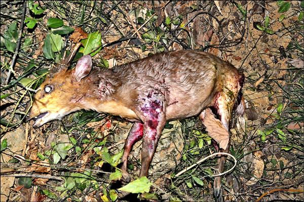 壽山得山羌遭流浪狗獵殺。（楊吉壽老師提供）