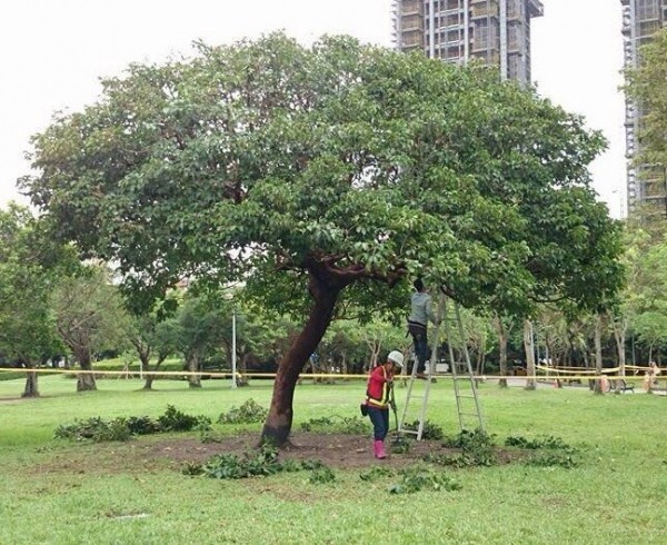 北市樹木約有十七多萬棵，人力再多也難以管理。（公園處提供）