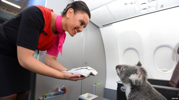 空服員服務毛茸茸無尾熊貴賓，模樣超萌。（圖源自《QANTAS》） 