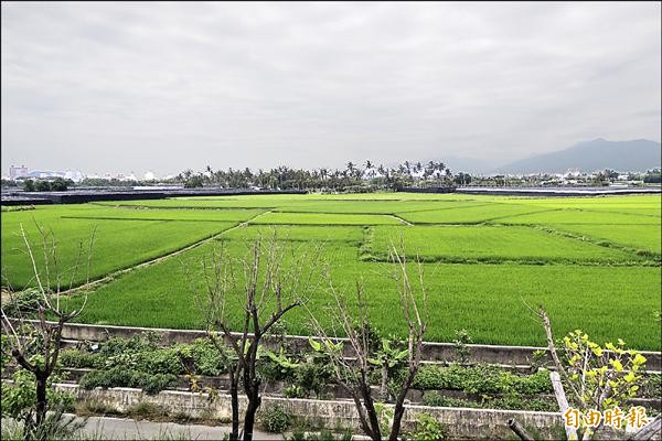 縣府將加速推動海邊保安林地解編工作。（記者張存薇攝）