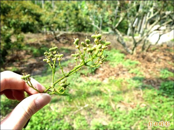 集集糯米荔枝因乾旱結果率暴增，從末端枝條就能看見密密麻麻的小果實。（記者劉濱銓攝）