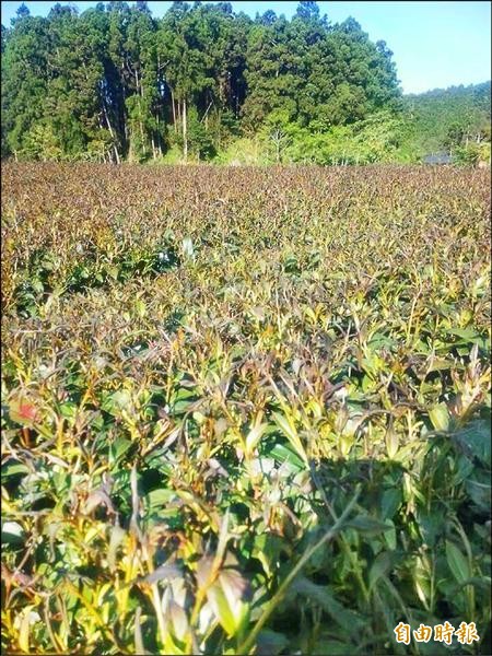 霜害嚴重的茶園，整區都變色。（記者余雪蘭攝）