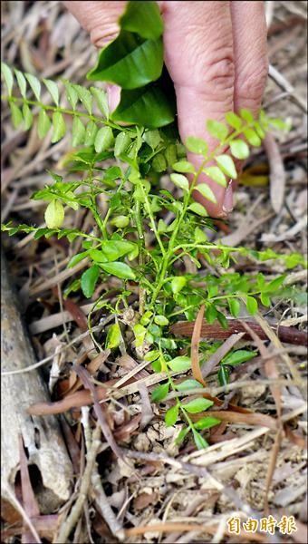 瀕危植物狗花椒小苗都被砍斷。（記者俞泊霖攝）