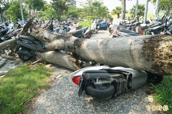 台東火車站左側機車停車場內的路樹倒下，四輛機車受到波及。（記者王秀亭攝）