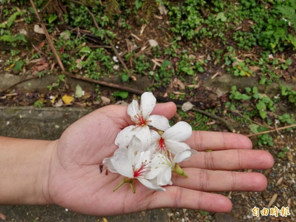 大華三路富民橋旁的桐花步道，花期即將進入顛峰。（記者林欣漢攝）