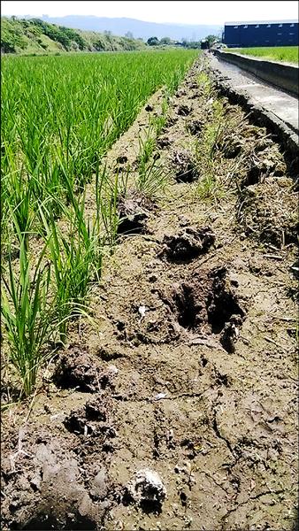 關渡自然公園水牛日前蹺家踩壞鄰近農家秧苗、田埂與水圳，初步估計要賠10萬。。（記者蕭婷方翻攝自「台北鳥會關渡自然國家公園」網站）