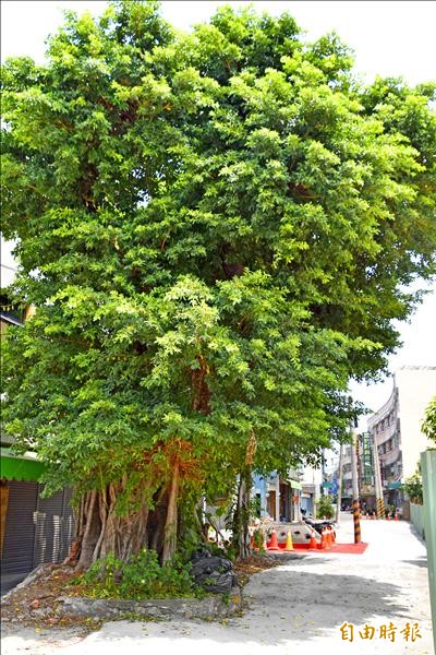 阿蓮區中山路三十九巷路口拓寬，百年老榕樹面臨斷根移植命運，地主不捨但無奈。（記者蘇福男攝）