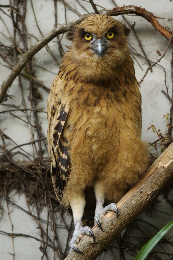 黃魚鴞寶寶「小豬」長大了，外形跟爸媽超像。（台北市立動物園提供）