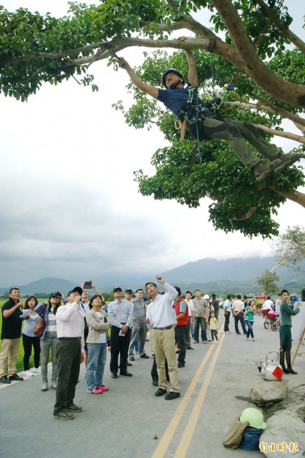 攀樹師川口佳久再度攀上金城武樹，重新檢視，並鋸除已枯死的枝幹。（記者王秀亭攝）