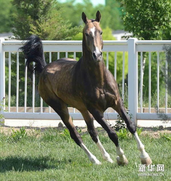 汗血寶馬本名阿哈爾捷金馬，產於土庫曼斯坦，是經過3000多年培育而成的世界最古老、純正的馬種。（圖片擷取自新華網）