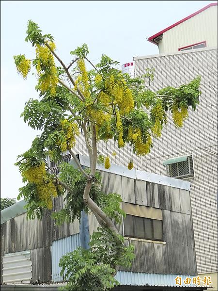 南區水交社路的阿勃勒最近都開花。（記者蔡文居攝）