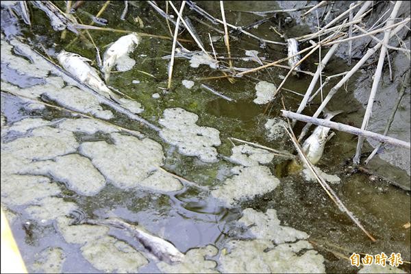 朴子溪沿岸發現大量魚屍。（記者林宜樟攝）